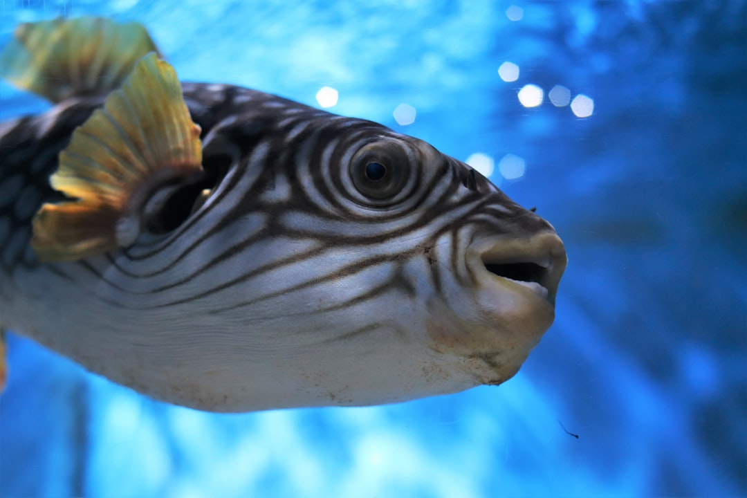 Puffer