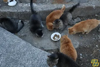 &amp;quot;고양이섬