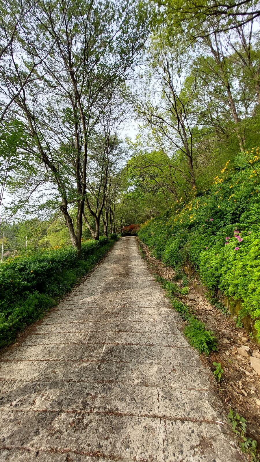 화산 꽃동산 숲길