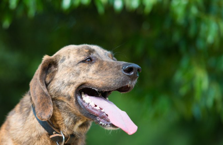 가로 방향의 플롯 하운드 2.