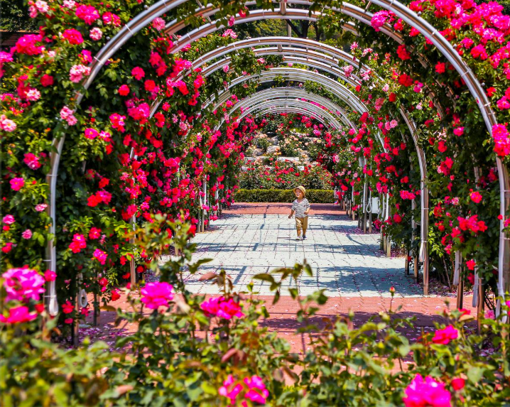 장미축제 전국 TOP5