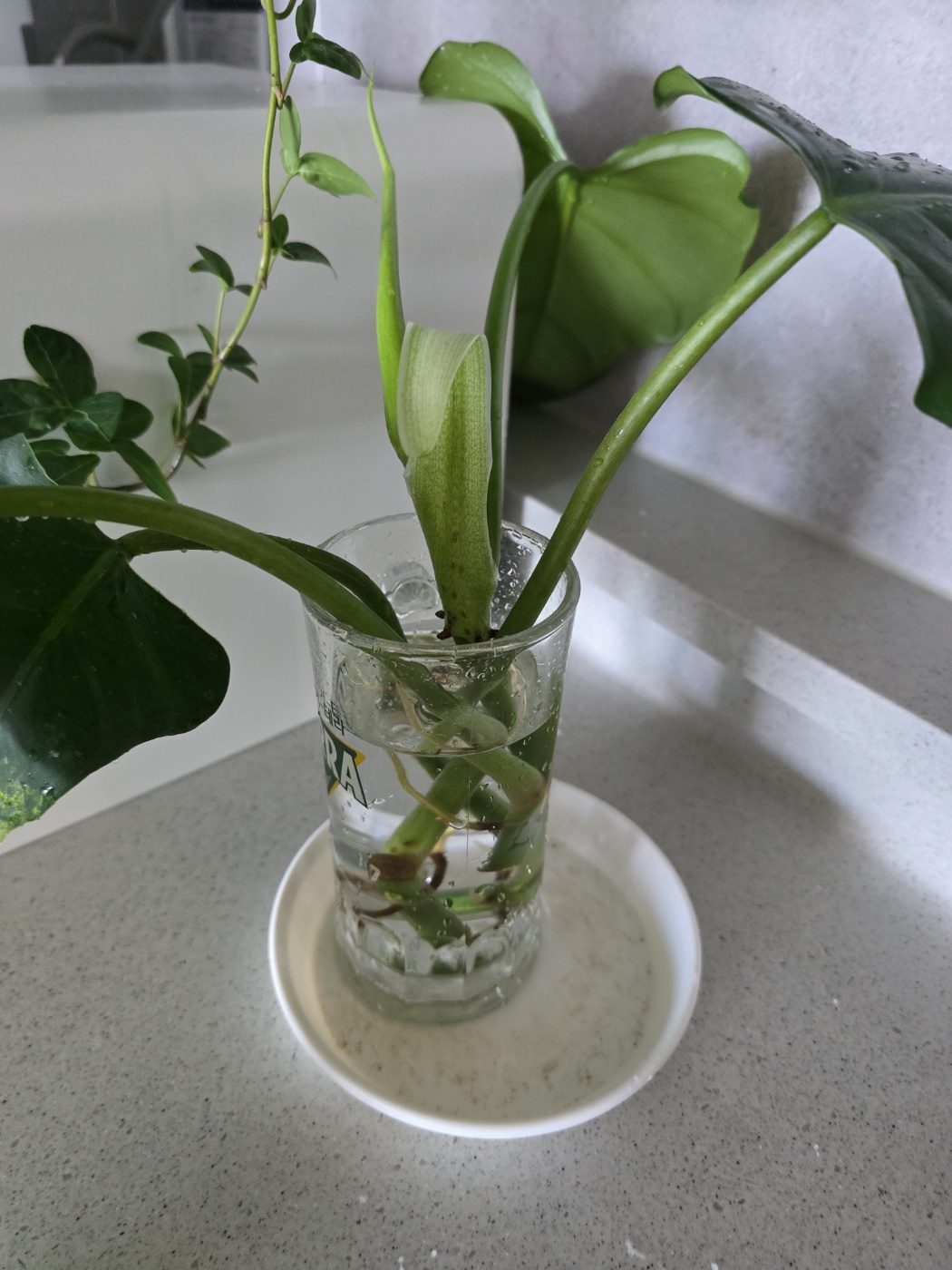 공중뿌리와 가지치기해야하는 부분