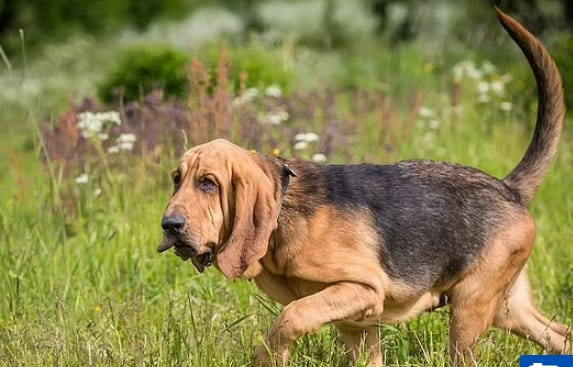 세계에서 가장 높은 지능 강아지는... 가장 우둔한 강아지 톱10 The least intelligent dog breeds