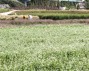하동 북천 코스모스 메밀꽃 축제_14