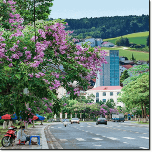 동남아 조경수 바나바 나무