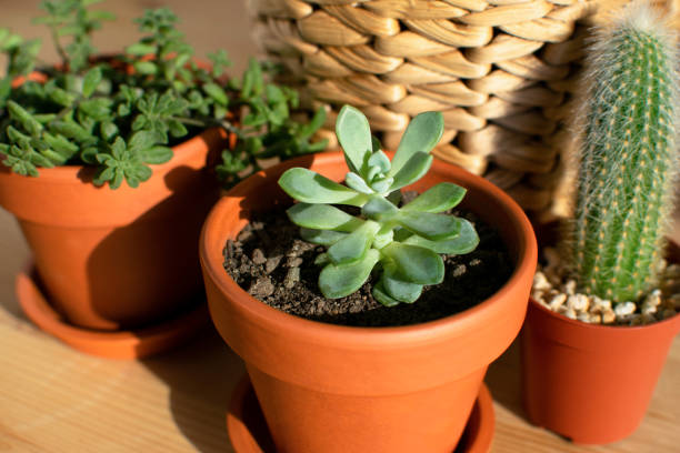 ๐ฑ ํ๋ถ ์ข
๋ฅ๋ณ ๋น๊ต & ์ถ์ฒ