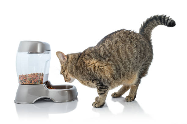 애완견자동급식기