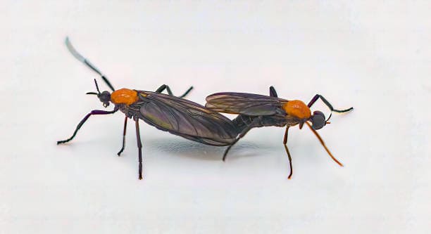 러브버그