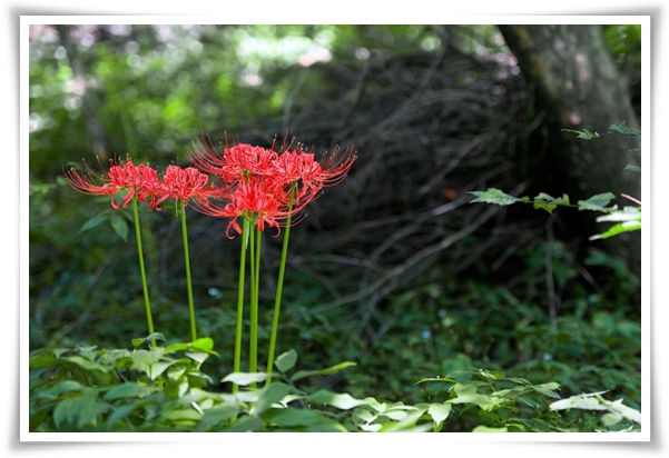 화초 "꽃무릇" 잎 없는 꽃, 가을 정원의 매혹적인 붉은 여왕!