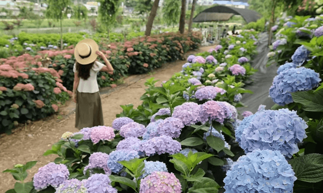 공주 수국 축제