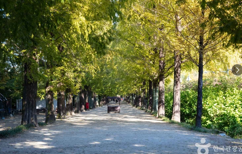 담양 메타세쿼이아 길