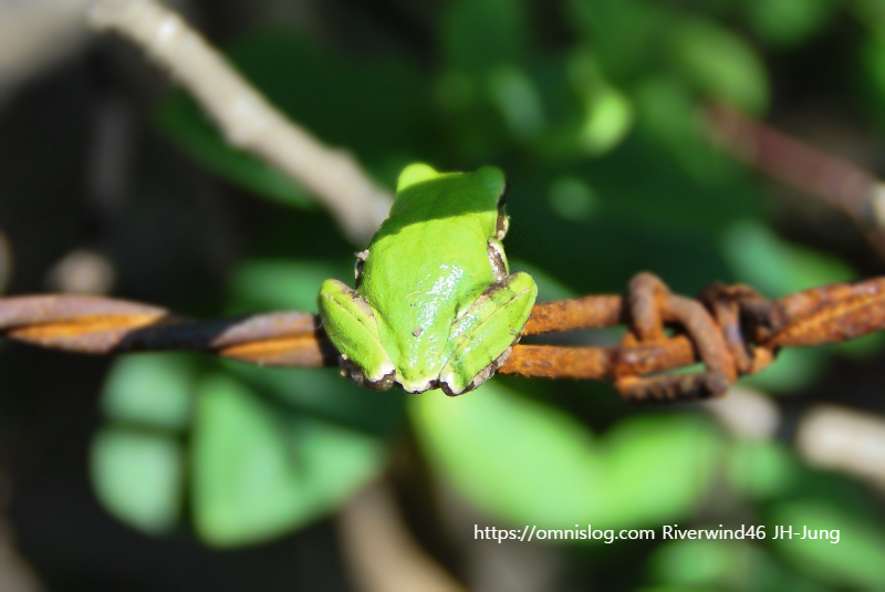예쁜 청개구리 Tree frog