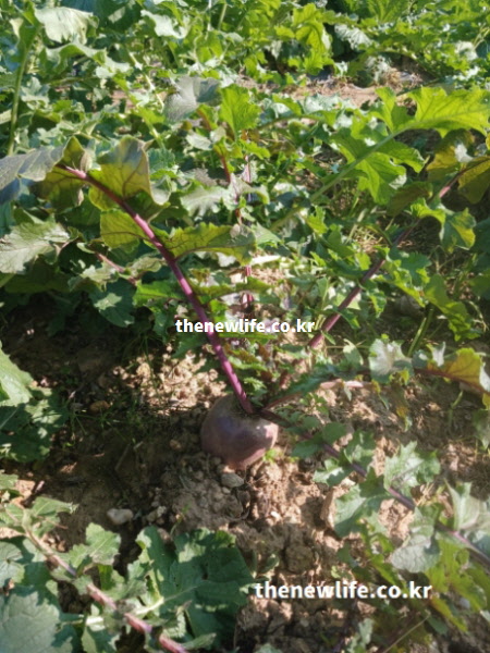 밭에서 자란 보라빛 자색무 실사진으로 자색무 효능 중 장 건강과 소화 개선과 관련된 모습