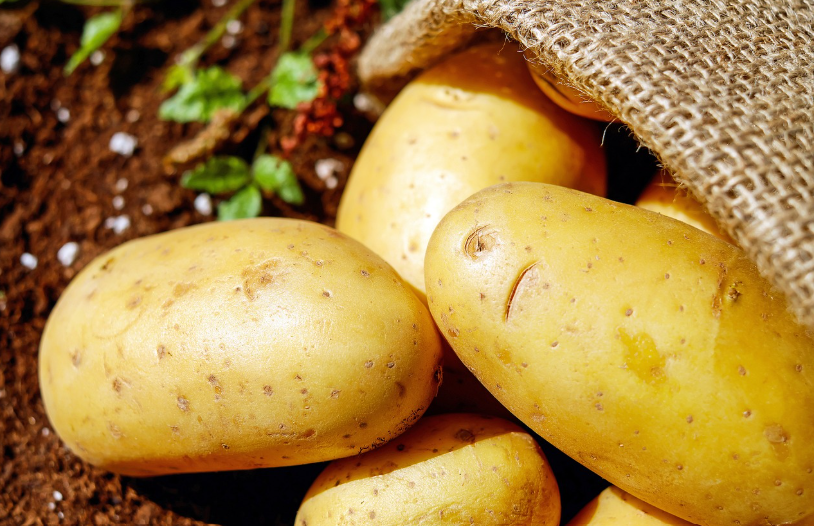 봄 감자 심는 시기와 재배법