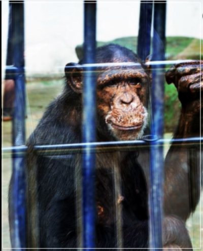 침팬지가 동물원 우리 안에 갖혀 있는 사진