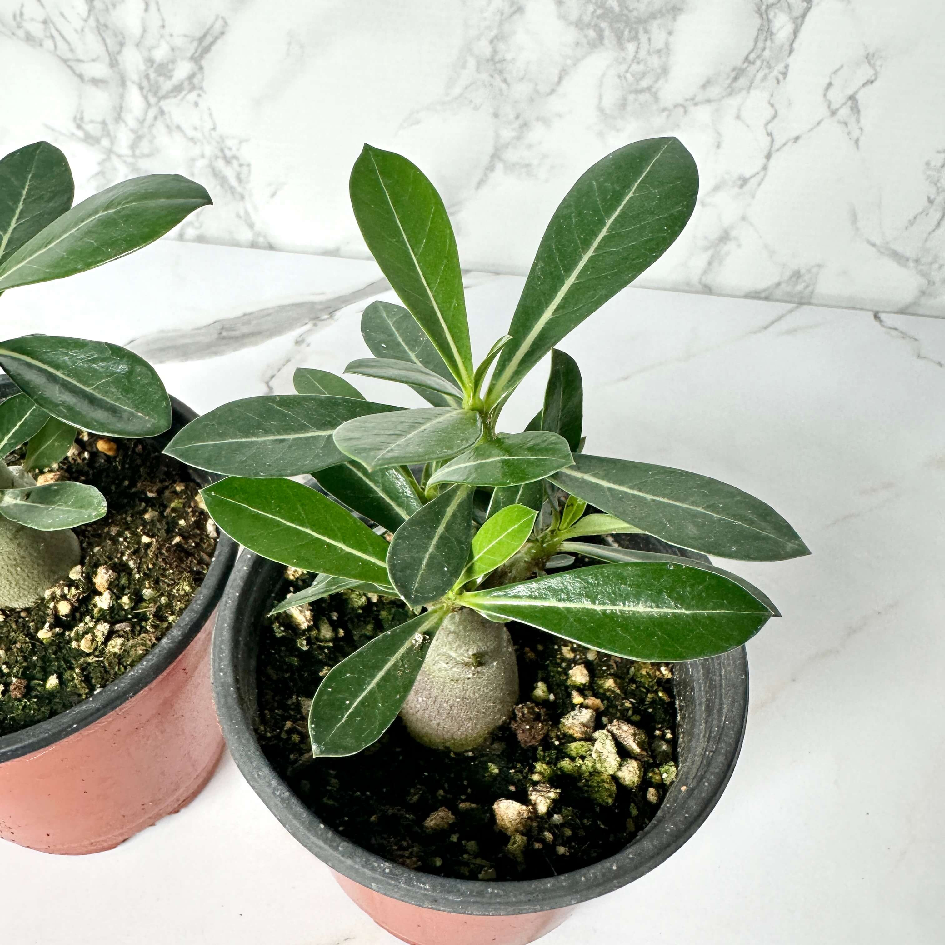 바오밥나무 아데니움 오베숨