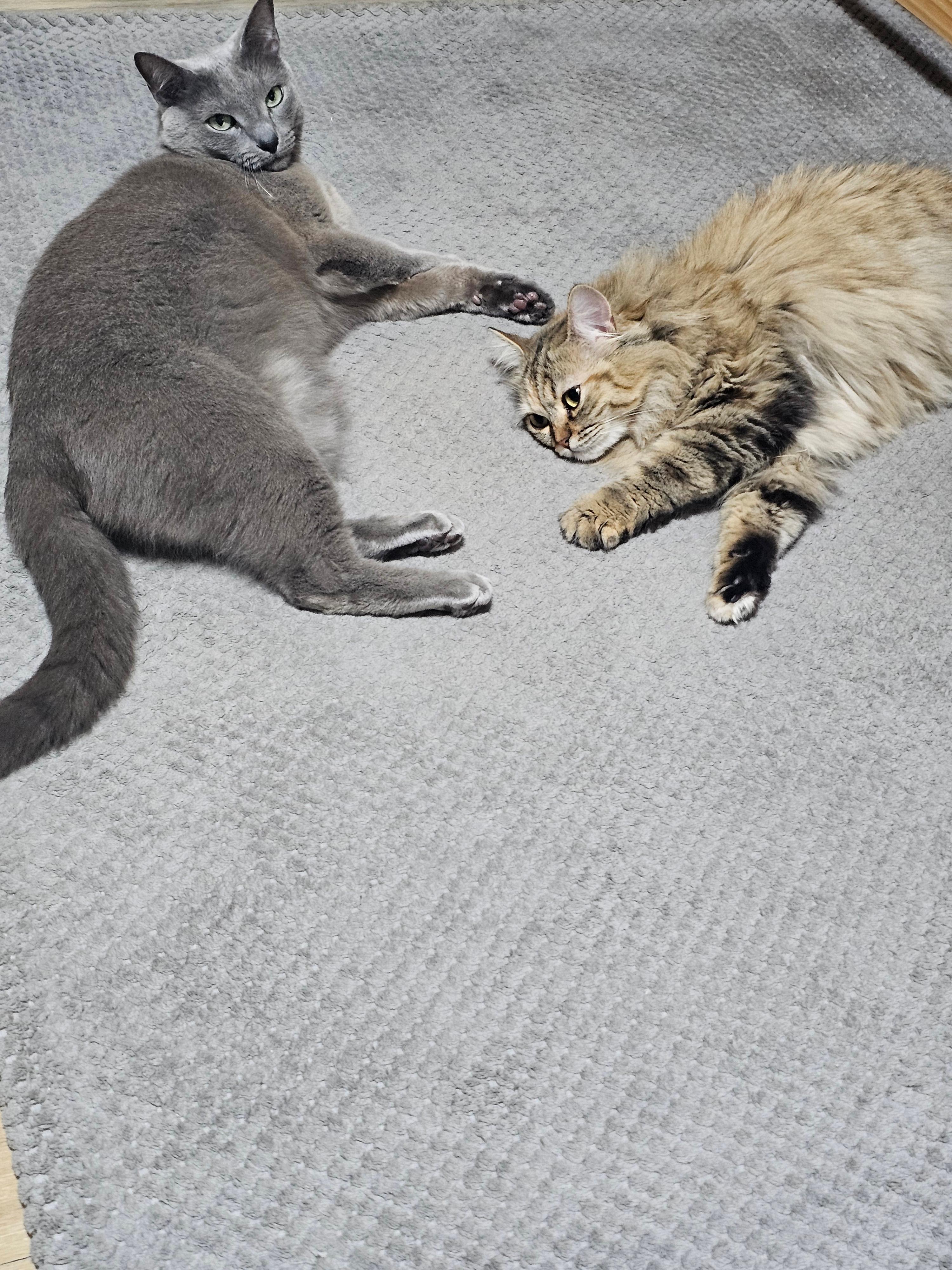 집사생활 우선순위