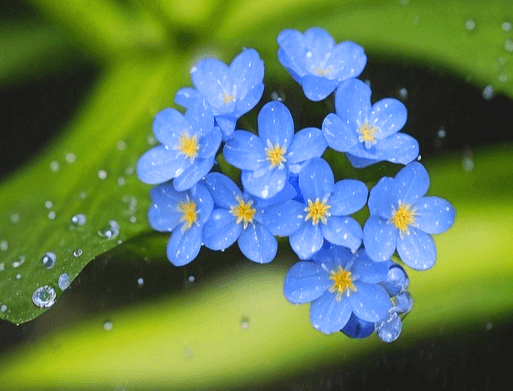 작고 하늘색인 풀꽃들이 활짝 피어있다. 매우 예쁜 꽃이다.