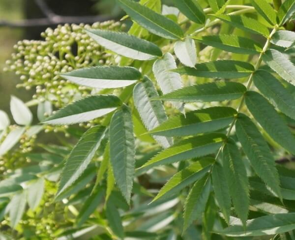 마가목-잎과-줄기