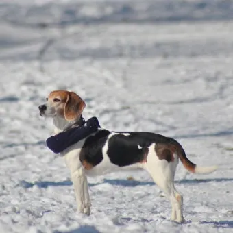 전 세계에서 가장 비싼 강아지 TOP20 몸값 높은 명품견 총정리 안내_21
