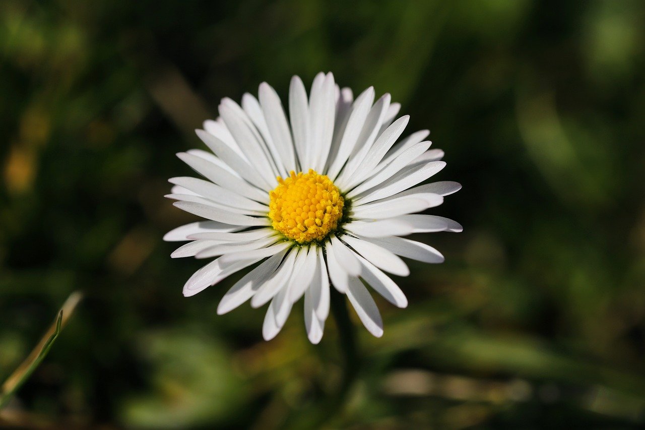 대구 이현공원 샤스타데이지