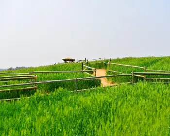 고창 청보리밭 축제_5