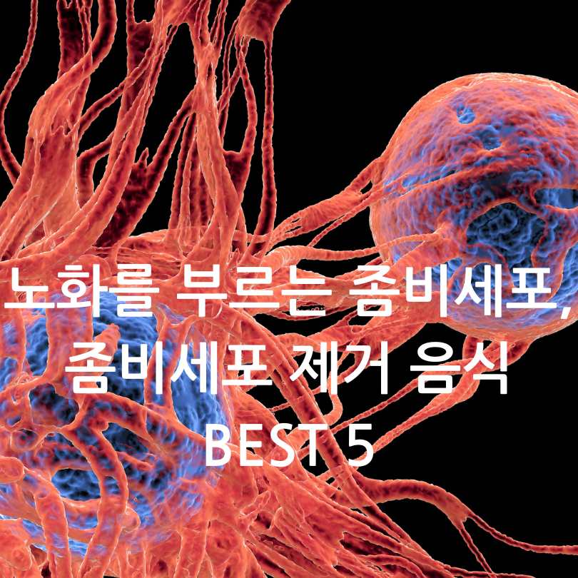 좀비세포 제거 음식 BEST 5