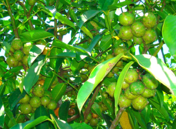 가르시니아 효과