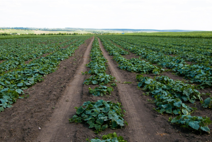 텃밭과 작물을 지키는 여름철 필수 수칙