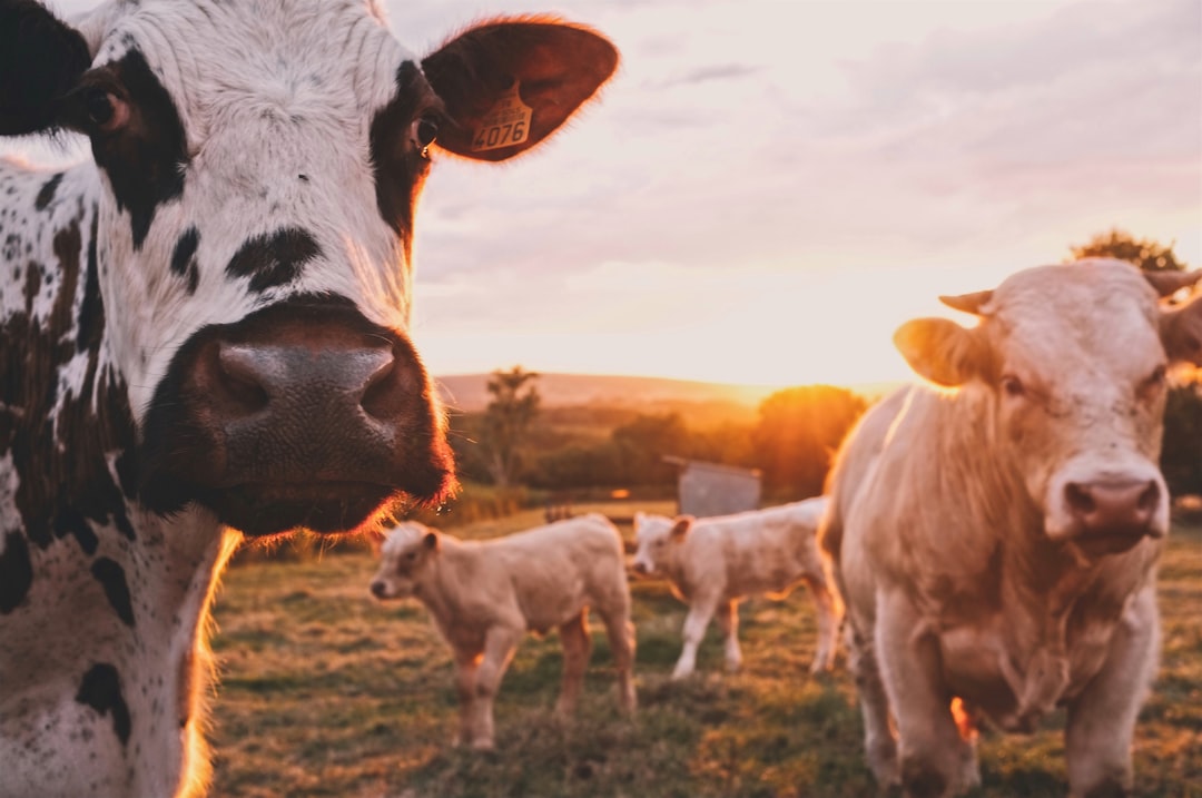 Livestock