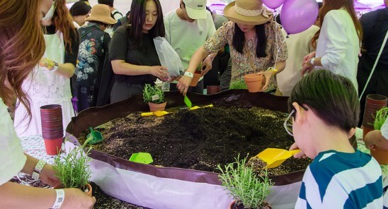 무릉별유천지 라벤더 축제