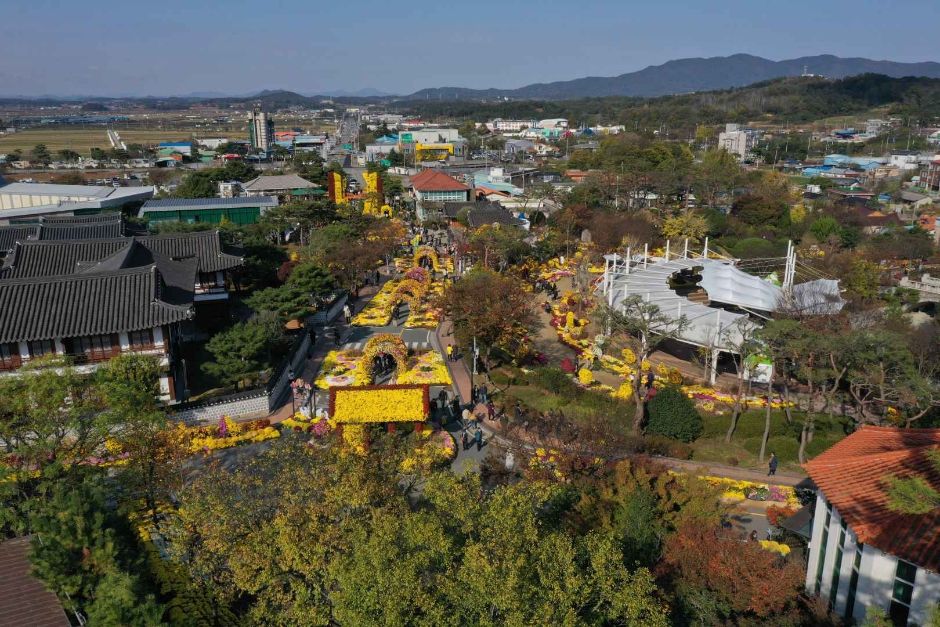 영암 월출산 국화축제