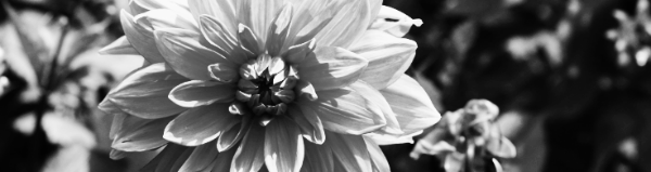 다알리아 키우는 법