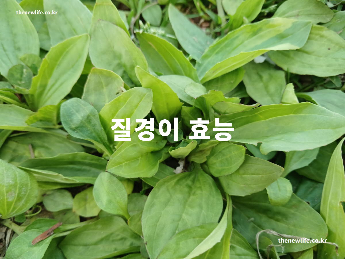 질경이 효능 대표 실사진