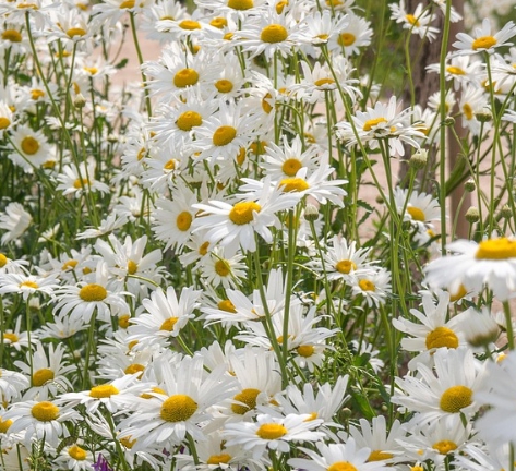 가을에 피는 꽃 종류 구절초