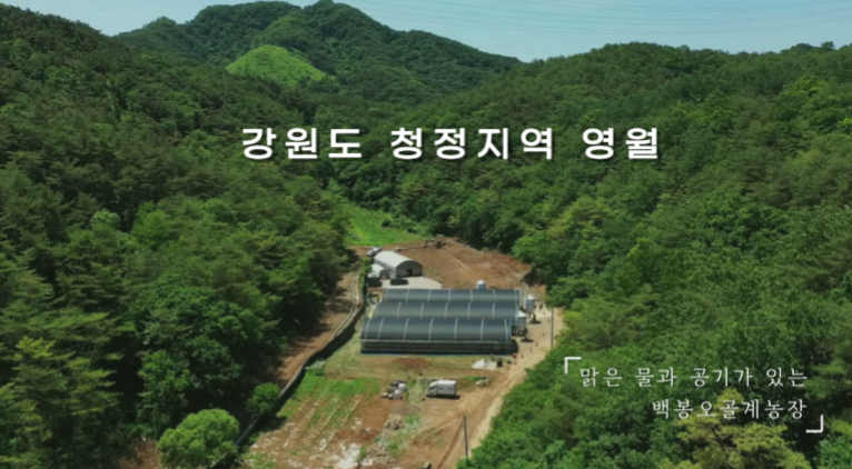 생방송 오늘 저녁 영월 백봉 오골계 농장 정보