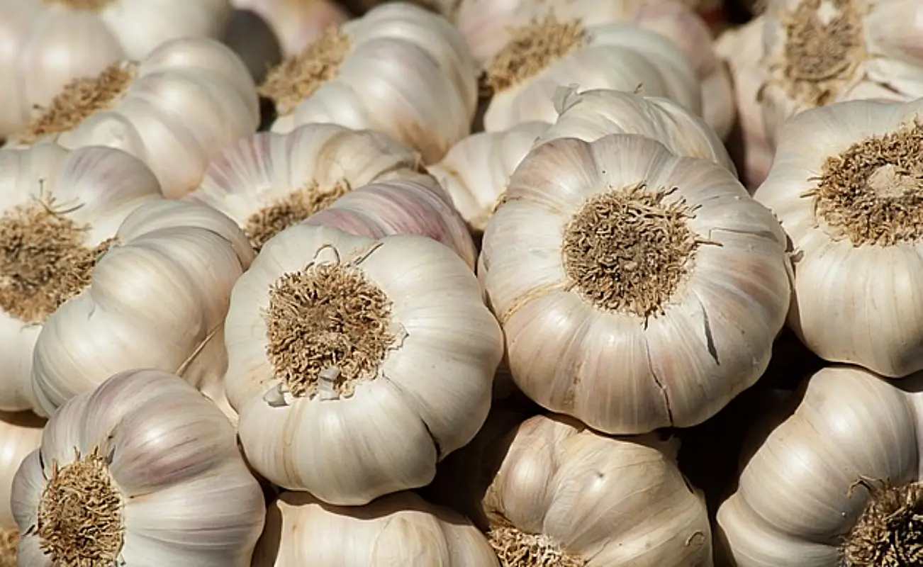 마늘장아찌 담그는법