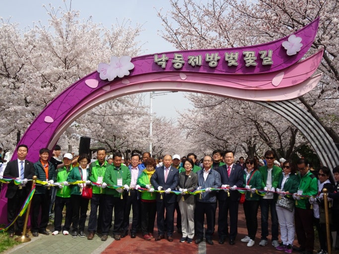 삼락공원 벚꽃 축제 사진