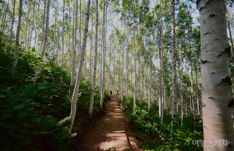 자작나무숲-산책로
