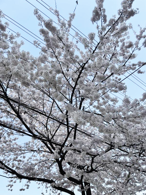 벚꽃명소