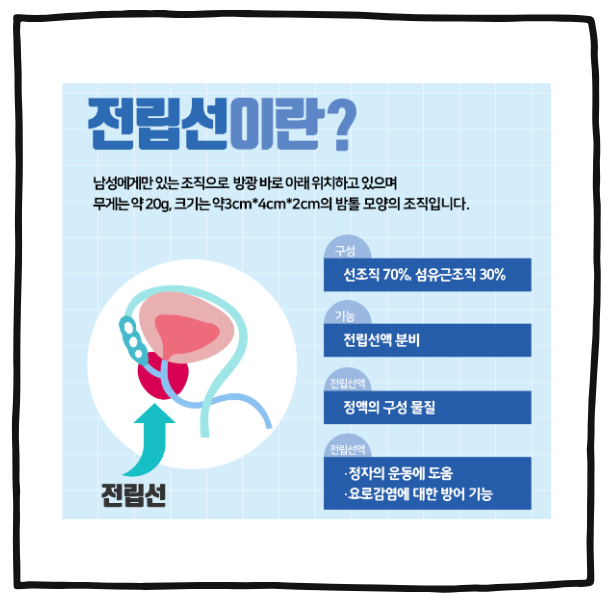 전립선1