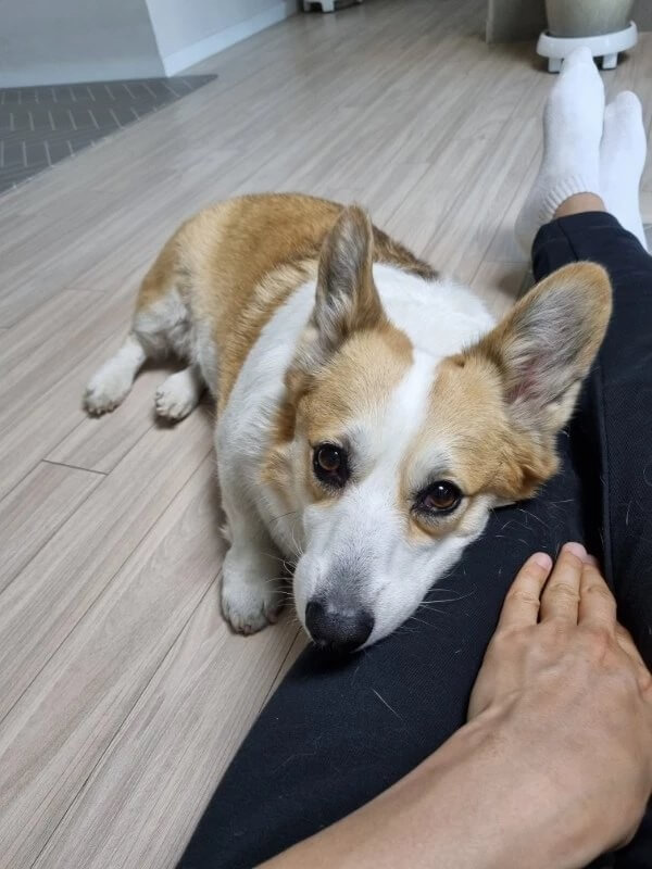 펨브록 웰시코기