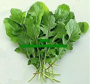 루콜라 재배 직파 심기 통풍 관리 초기 생육_1