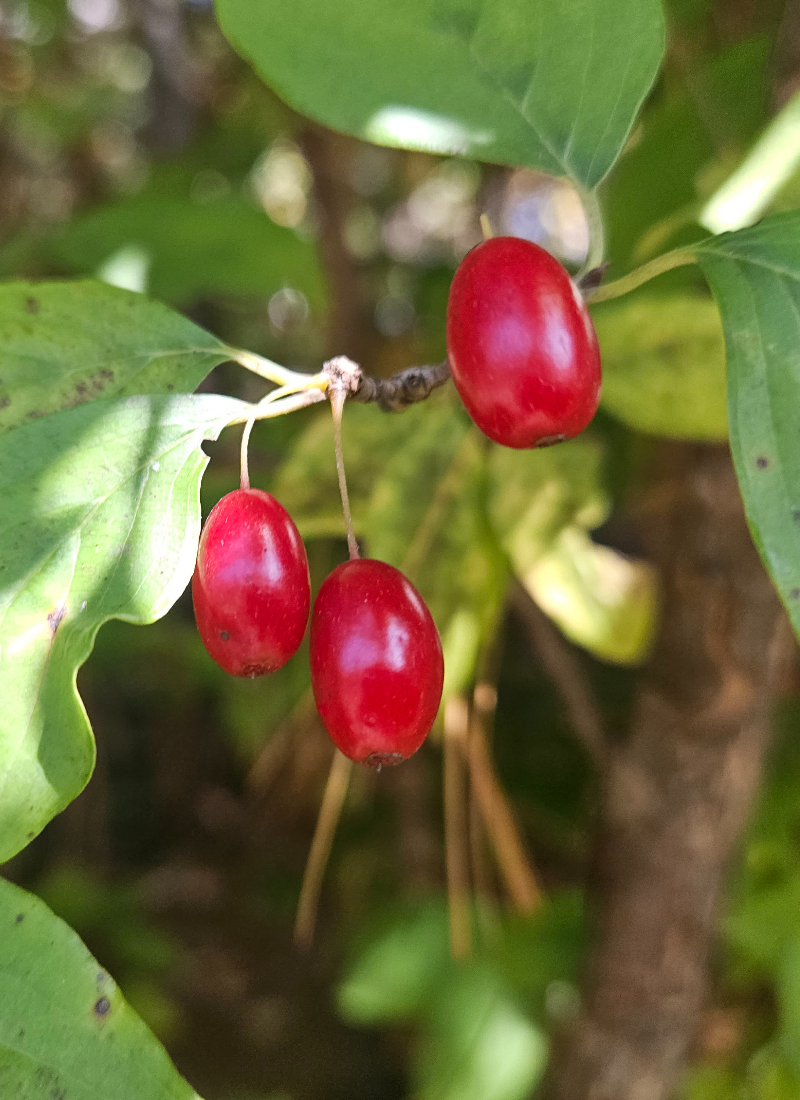 산수유3