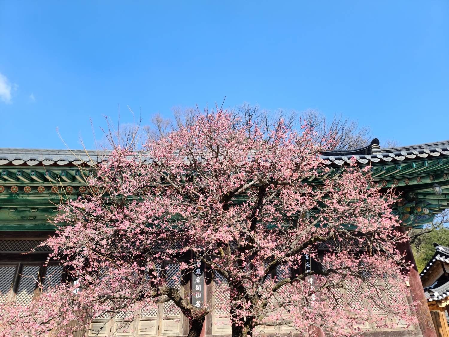 양산 통도사 매화