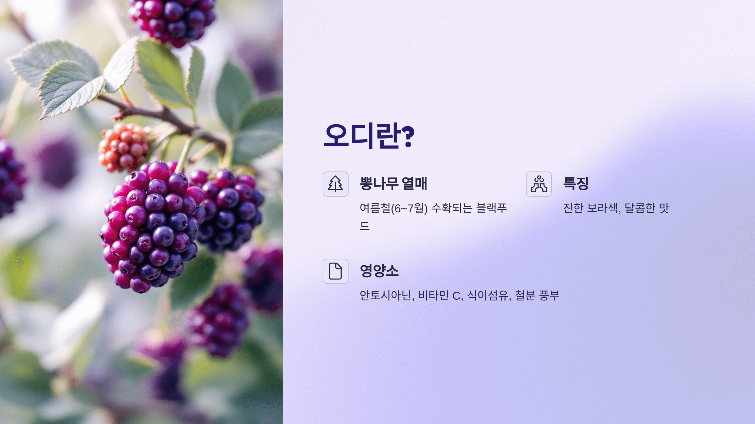 오디 사진입니다.