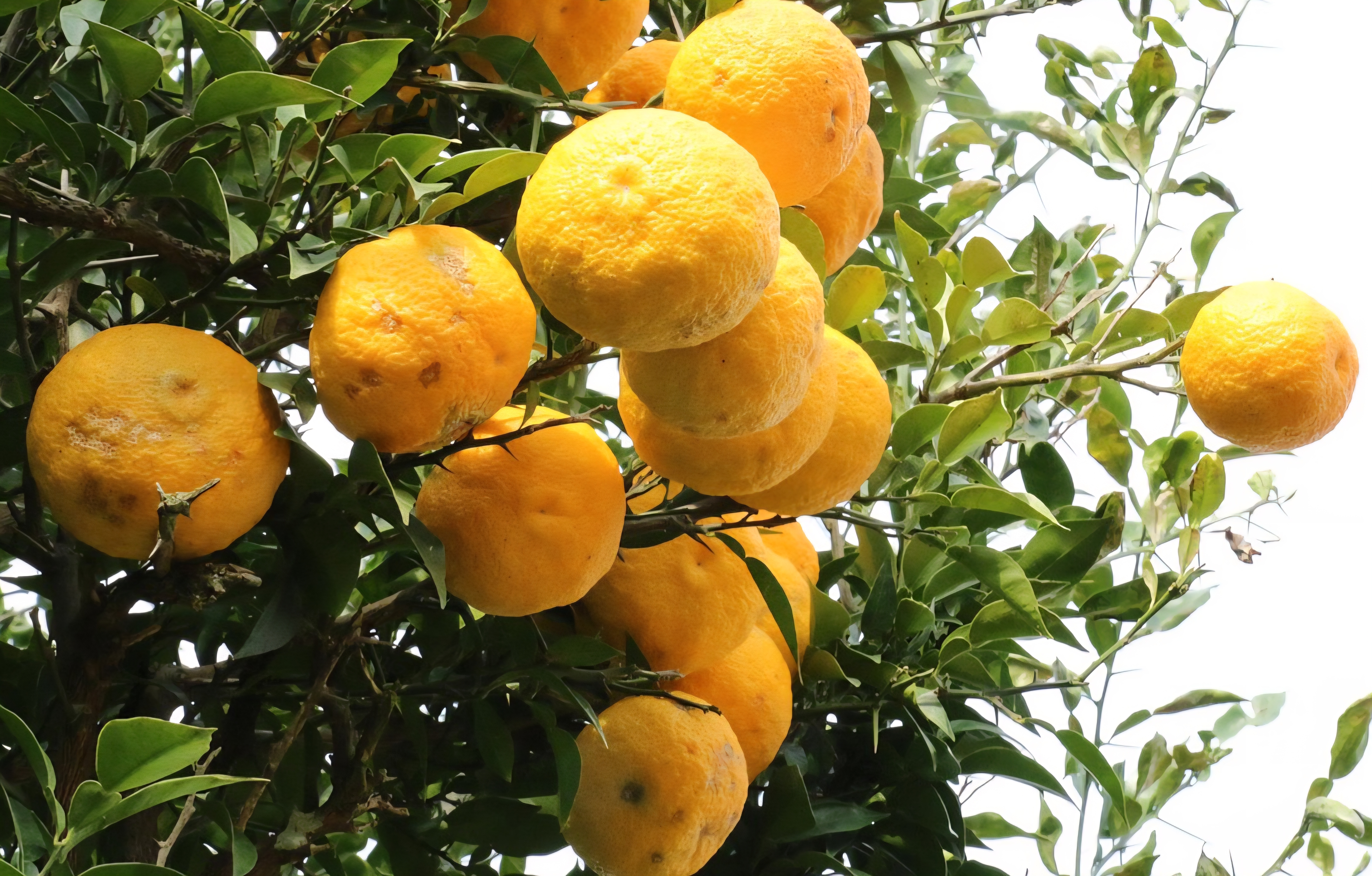 따뜻한 계절을 품은 유자열매, 유자꽃차의 시작