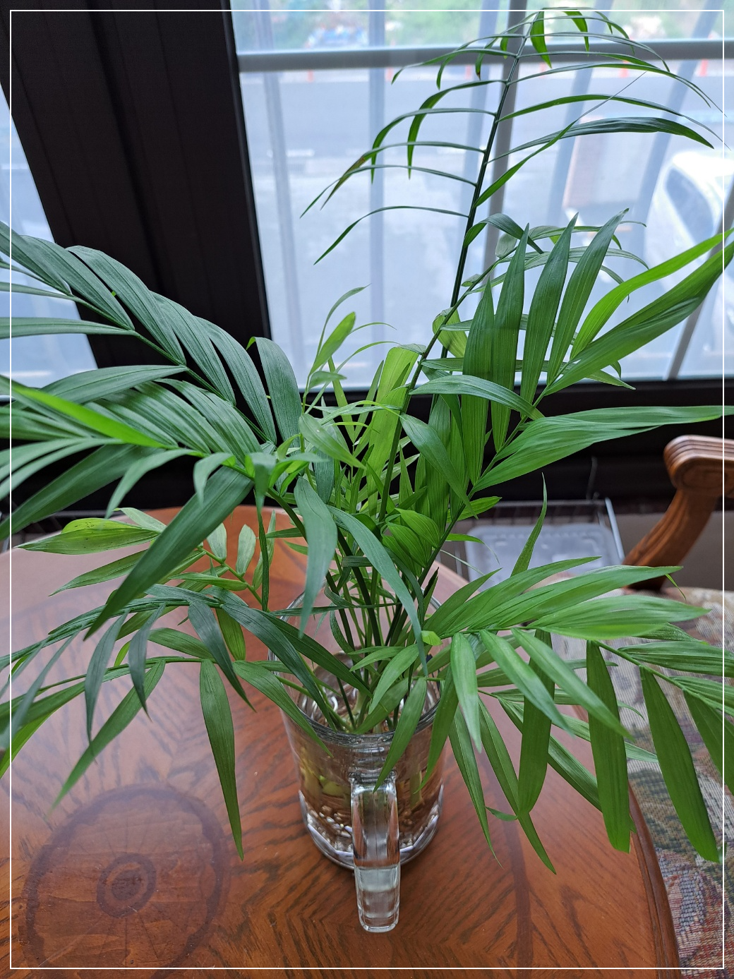 테이블야자 수경재배