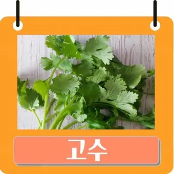 고수 나물 요리 재배 먹는법 무침 김치 만드는 법_13