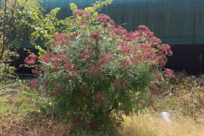 [정원수목]모기&middot;해충 줄이는 정원수 추천 10가지